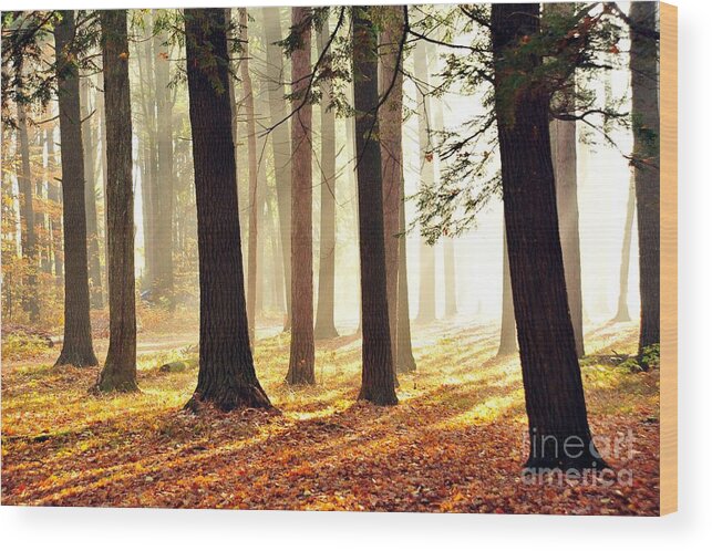 Forest Wood Print featuring the photograph Kenwood Park by Terri Gostola