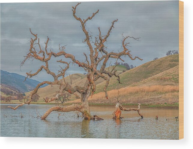 Landscape Wood Print featuring the photograph Broken Tree in Water by Marc Crumpler