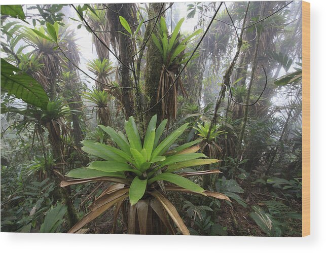 Mp Wood Print featuring the photograph Bromeliad Bromeliaceae And Tree Fern by Cyril Ruoso