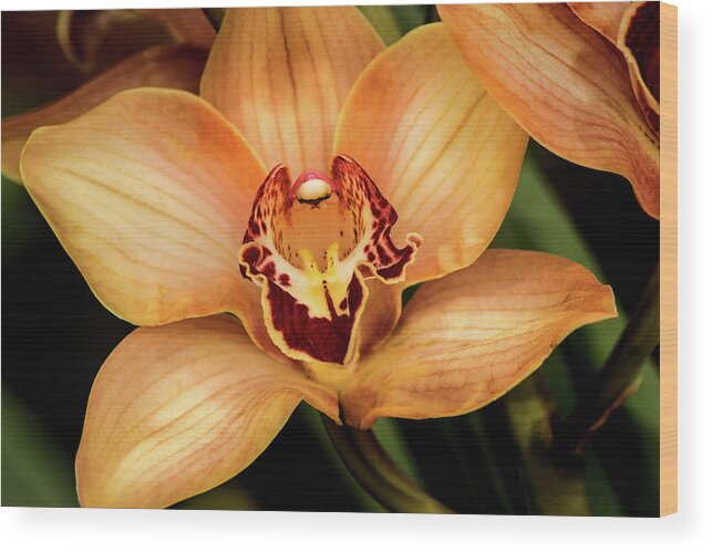 Flower Wood Print featuring the photograph Brookside Orchid by Don Johnson