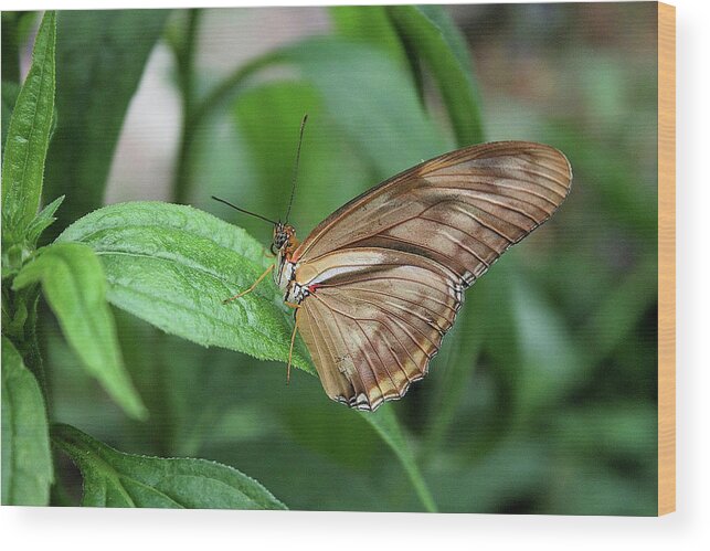 Butterfly Wood Print featuring the photograph Brown Butterfly on a Leaf by Cathy Harper