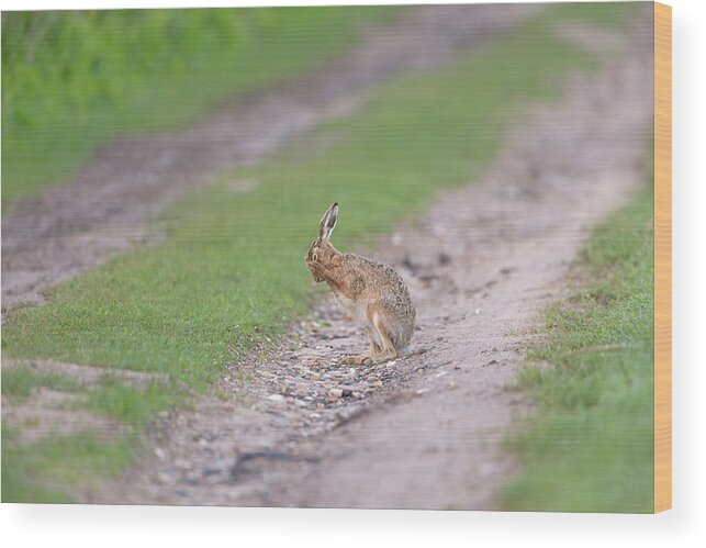 Brown Wood Print featuring the photograph Brown Hare Cleaning by Pete Walkden