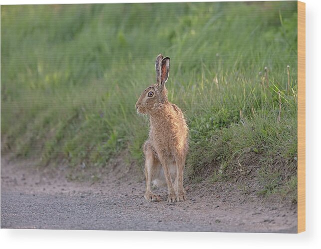 Brown Wood Print featuring the photograph Brown Hare Listening by Pete Walkden