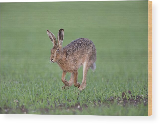 Brown Wood Print featuring the photograph Brown Hare Running by Pete Walkden