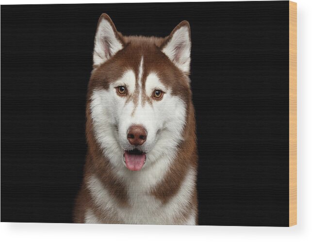 Brown Wood Print featuring the photograph Brown Husky by Sergey Taran