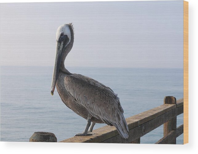 Brown Pelican Wood Print featuring the photograph Brown Pelican by Christy Pooschke