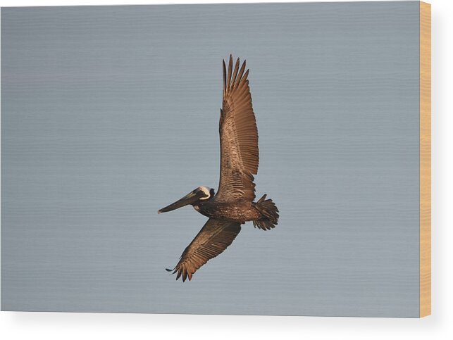 Florida Wood Print featuring the photograph Brown Pelican In Flight No. 2 by Janice Adomeit