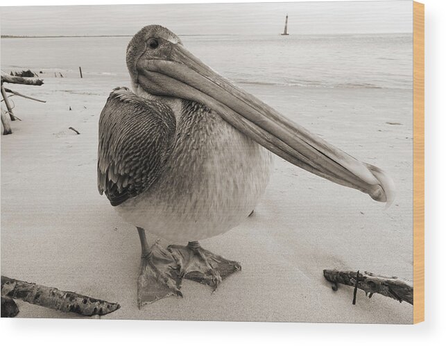 Pelican Wood Print featuring the photograph Brown Pelican Morris Island Sc Charleston by Dustin K Ryan