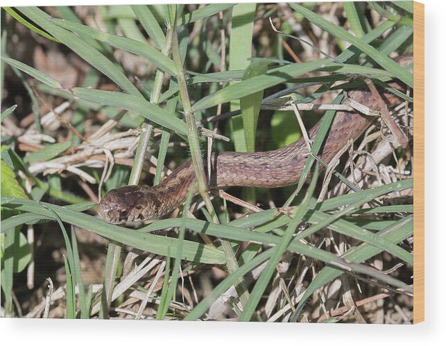 Ronnie Maum Wood Print featuring the photograph Brown Snake by Ronnie Maum
