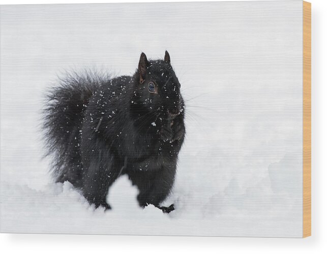 Squirrel Wood Print featuring the photograph Brrrrrr - 365-282 by Inge Riis McDonald