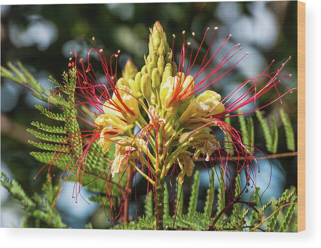 Flower Wood Print featuring the photograph Burst Of Beauty by Charles McCleanon