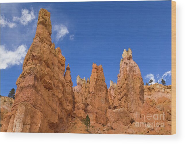 00559157 Wood Print featuring the photograph Bryce Canyon Hoodoos by Yva Momatiuk John Eastcontt