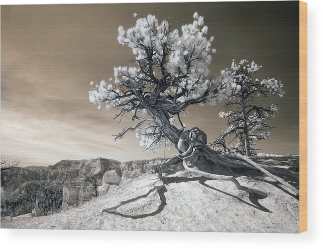 Bryce Wood Print featuring the photograph Bryce Canyon Tree Sculpture by Mike Irwin