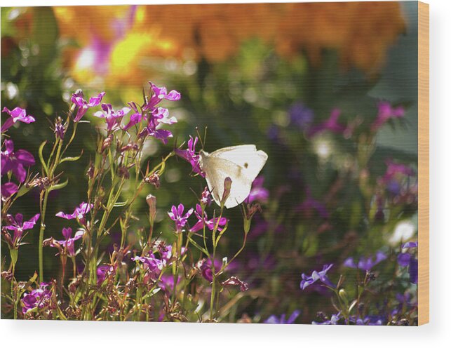 Butterfly Wood Print featuring the photograph Cabbage Butterfly by Marilyn Wilson