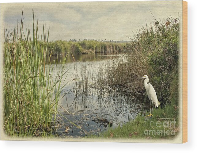 Wildlife Wood Print featuring the photograph Buena Vista Lagoon-Snowy Egret by Gabriele Pomykaj