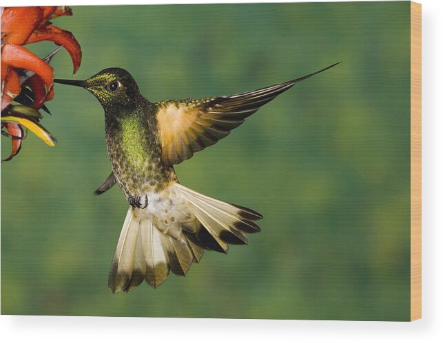 00221359 Wood Print featuring the photograph Buff-tailed Coronet Feeding by Tom Vezo