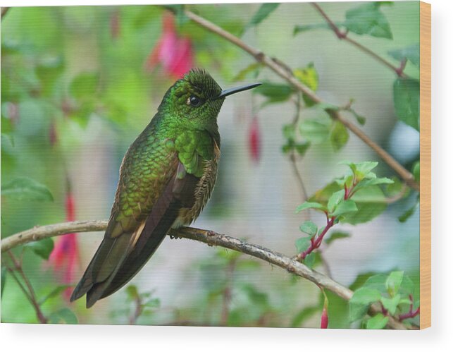 Buff-tailed Coronet Wood Print featuring the photograph Buff-tailed Coronet by Cascade Colors
