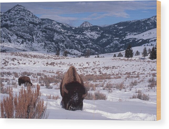 Winter Scene Wood Print featuring the photograph Buffalo in the Rockies by Edward R Wisell