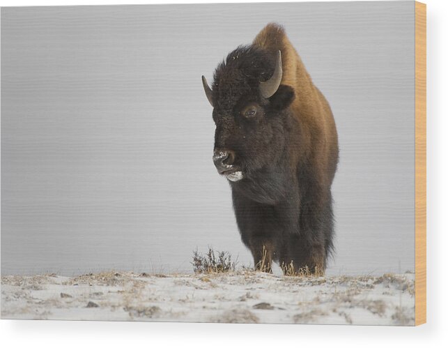 Winter Wood Print featuring the photograph Buffalo Leader by Bill Cubitt