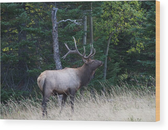 Bull Wood Print featuring the photograph Bull Elk 2 by Aaron Spong