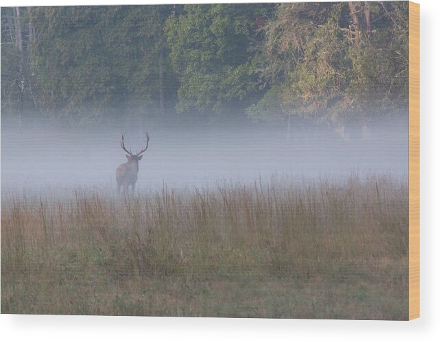 Elk Wood Print featuring the photograph Bull Elk Disappearing in Fog - September 30 2016 by D K Wall