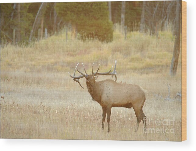 Nature Wood Print featuring the photograph Bull Elk by Greg Payne