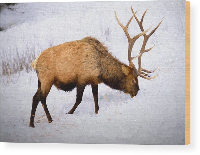 Elk Wood Print featuring the photograph Bull Elk in Winter by Greg Norrell