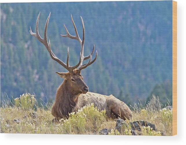 Elk Wood Print featuring the photograph Bull Elk Resting by Wesley Aston