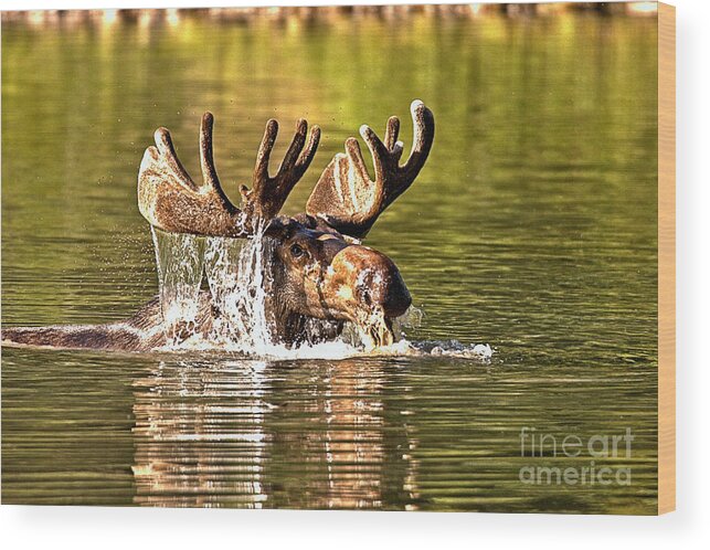 Moose Wood Print featuring the photograph Bull Moose Mouthful by Adam Jewell