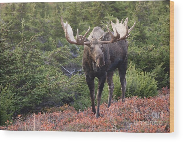Alaska; Autumn; Bull; Hemlock; Moose Wood Print featuring the photograph Bull Moose on a Red Carpet by Tim Grams