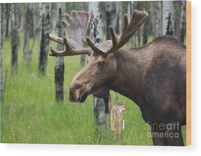 Big Wood Print featuring the photograph Bull Moose Portrait by Cathy Beharriell