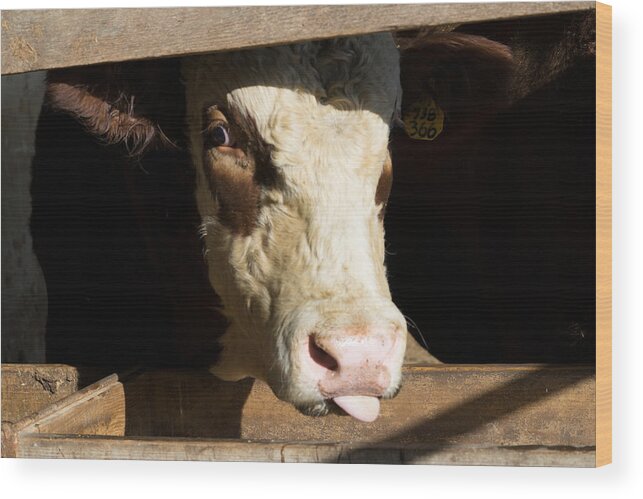 Bull Snark Wood Print featuring the photograph Bull Snark by Brooke Bowdren