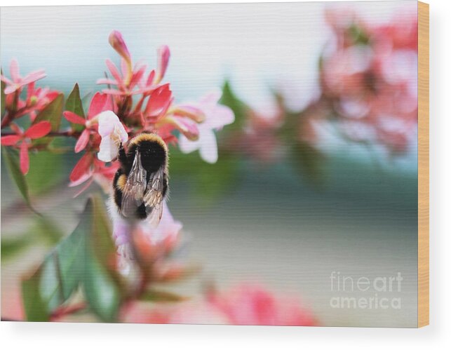 Pretty Wood Print featuring the photograph Bumble Bee Love by Tracey Lee Cassin