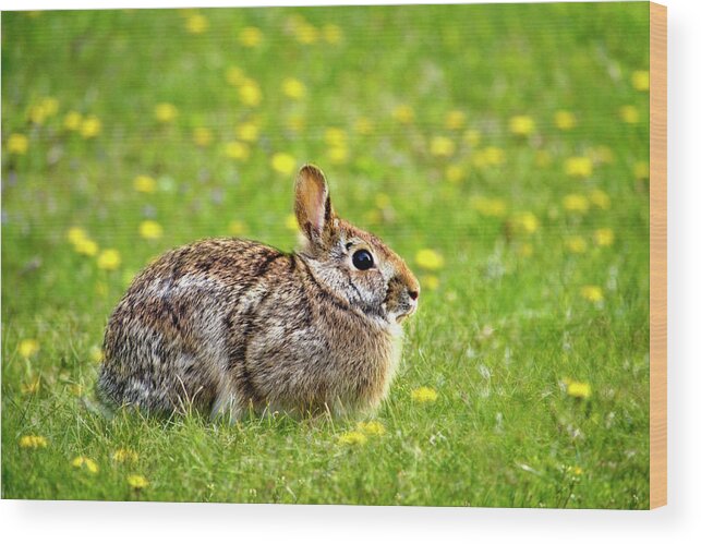 Eastern Cottontail Wood Print featuring the photograph Eastern Cottontail Bunny Rabbit by Christina Rollo