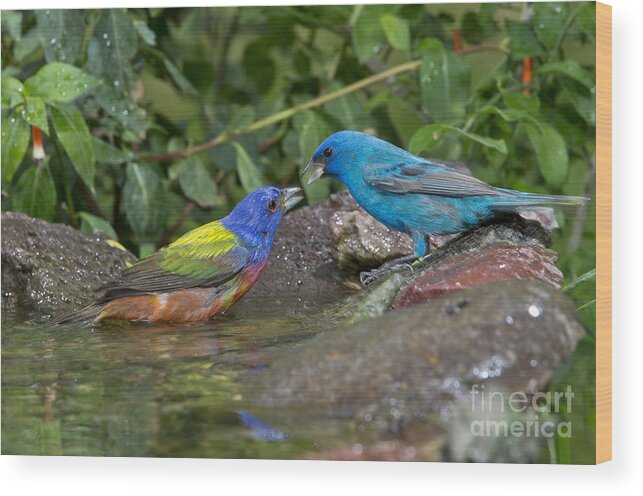Painted Bunting Wood Print featuring the photograph Bunting Fight by Anthony Mercieca