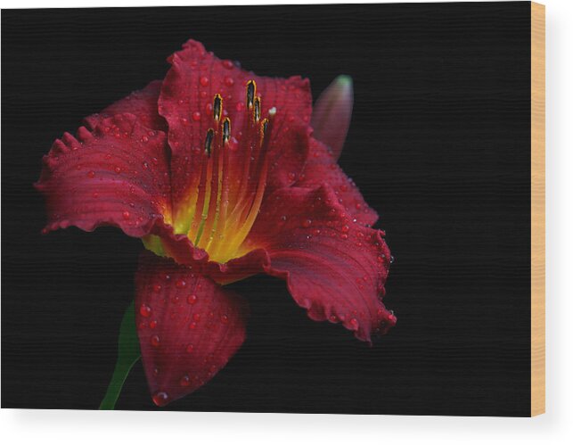 Lily Wood Print featuring the photograph Burgundette by Doug Norkum