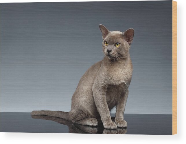 Breed Wood Print featuring the photograph Burma Cat Sits and Loocking up on Gray by Sergey Taran