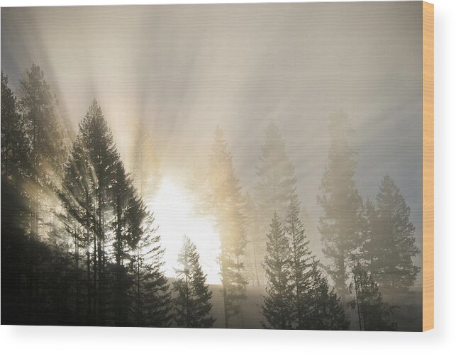Fog Wood Print featuring the photograph Burning through the Fog by Albert Seger
