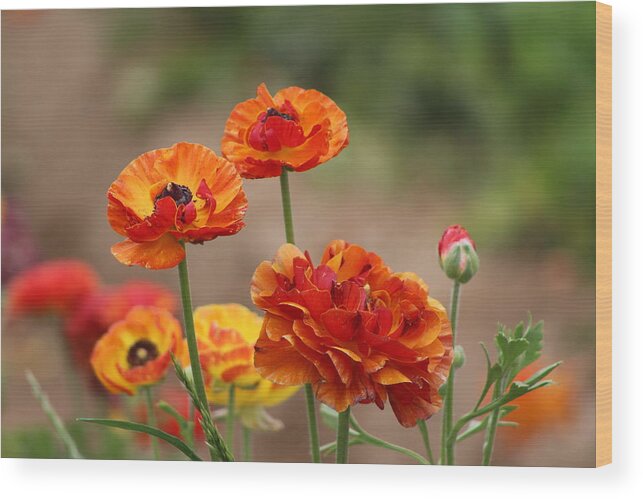 Burnt Orange Ranunculus Wood Print featuring the photograph Burnt Orange Ranunculus by Colleen Cornelius