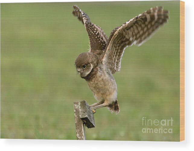 Burrowing Owl Wood Print featuring the photograph Burrowing Owl - Learning to Fly by Meg Rousher
