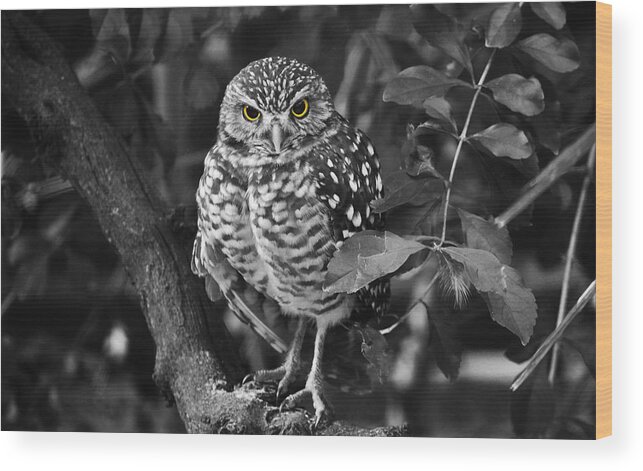 Burrowing Owl Wood Print featuring the photograph Burrowing Owl selective color eyes by Judy Wanamaker