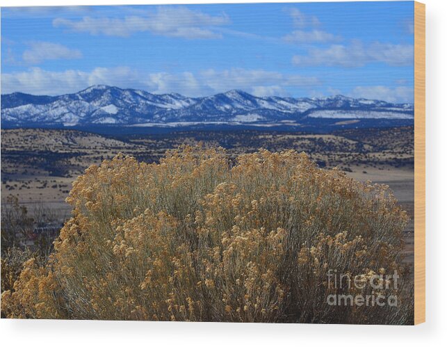 Southwest Landscape Wood Print featuring the photograph Bush with a view by Robert WK Clark