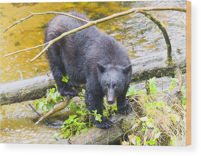 Wildlife. Black Bear Wood Print featuring the photograph Busted by Harold Piskiel