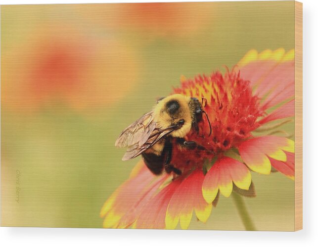 Insect Wood Print featuring the photograph Busy Bumblebee by Chris Berry