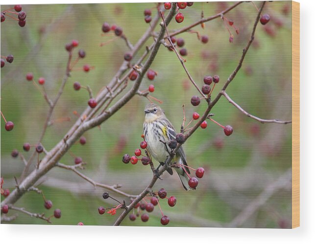 Warbler Wood Print featuring the photograph Butter Butt and Berries by Brook Burling