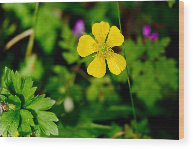 Buttercups Wood Print featuring the photograph Buttercup. Opus One. by Elena Perelman