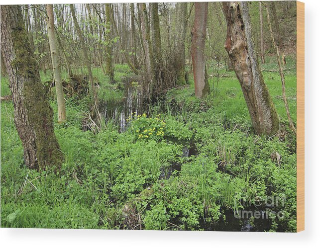 Wetland Wood Print featuring the photograph Buttercups in wetlands by Michal Boubin