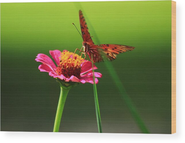 Glory Wood Print featuring the photograph Butterfly 2 by Kevin Wheeler