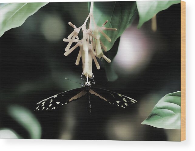Butterfly Wood Print featuring the photograph Butterfly BW by Lawrence Christopher