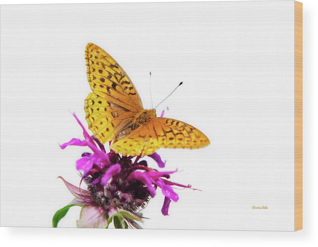 Butterfly Wood Print featuring the photograph Butterfly by Christina Rollo